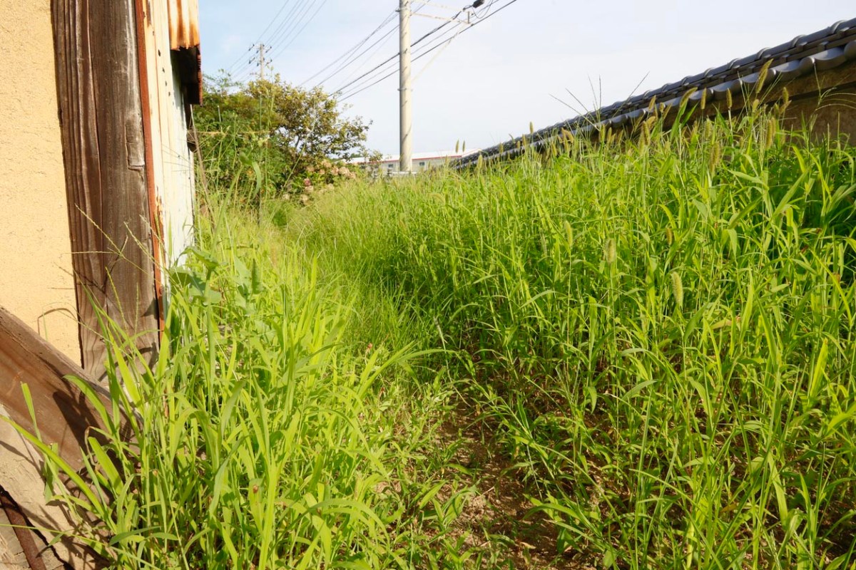 Dealing With Your Neighbor’s Weeds: Lawn Care Nightmare, Or Just an Annoying Eyesore?