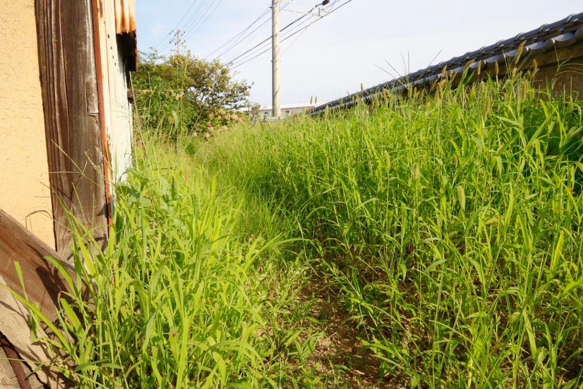 A close up of weeds in a yard.