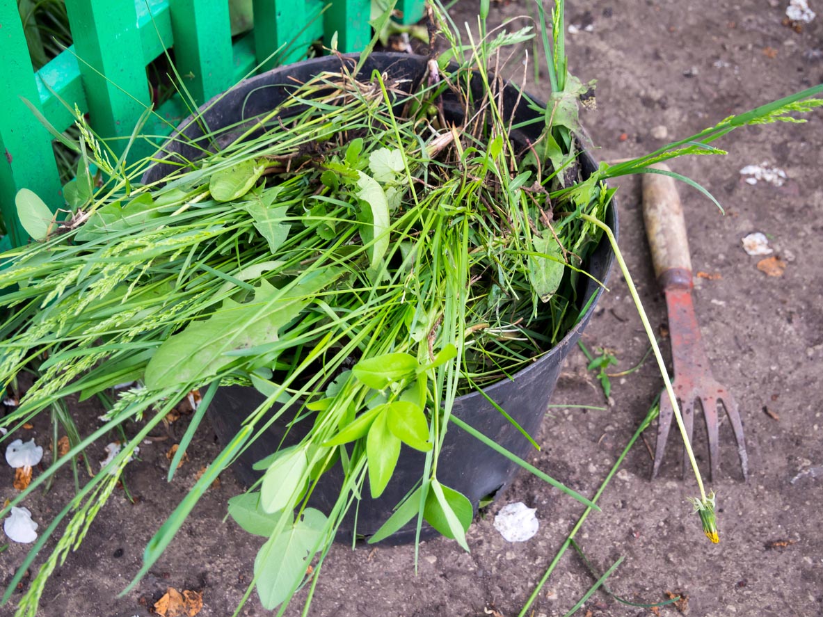 A close up of plants in a pot on the ground. 