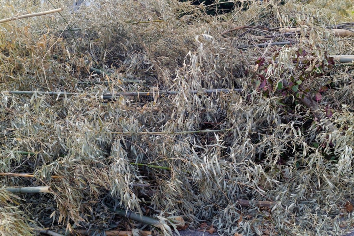 A bunch of bamboo that has been cut down. 