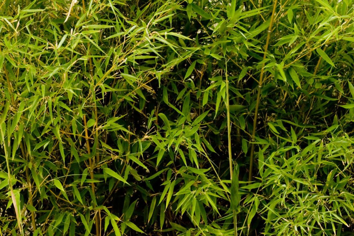 A close up of bamboo.