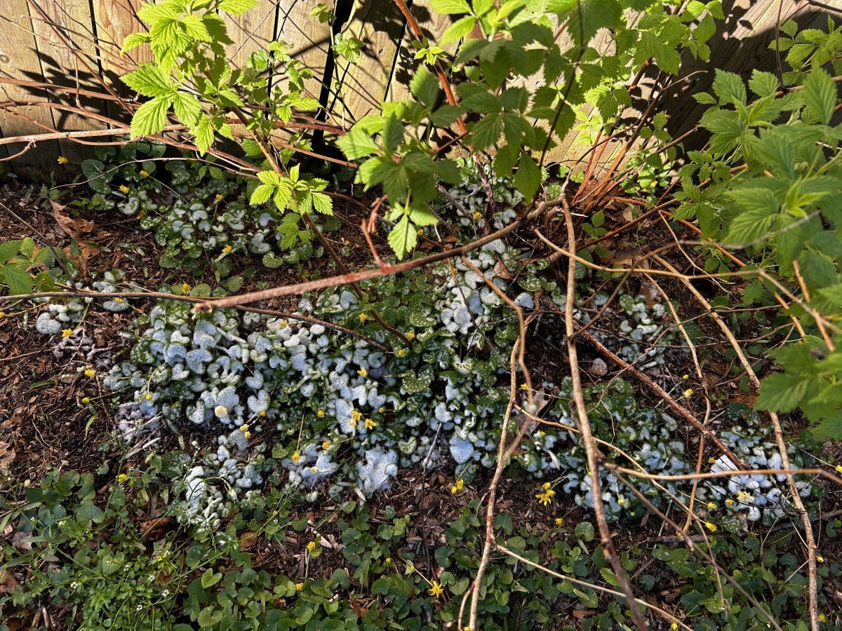 Berry Bushes with minimal weeds remaining after Weed Warrior was applied.