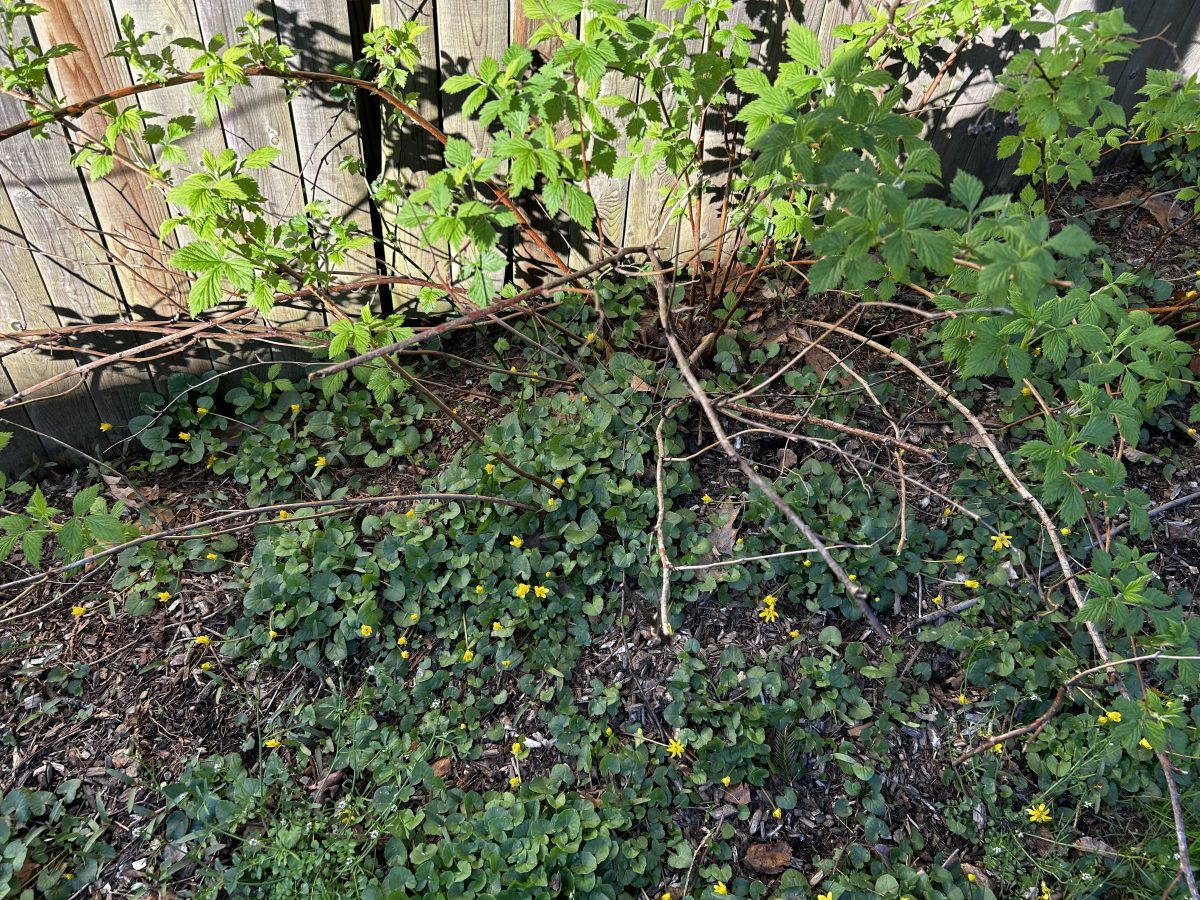 berry-bushes-with-weeds