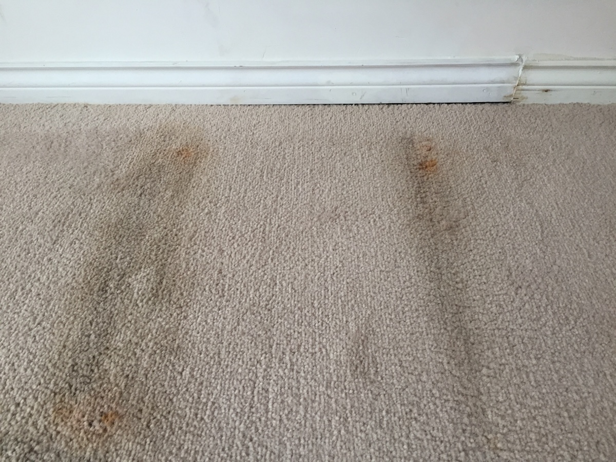 Discolored white carpet with signs of mold.
