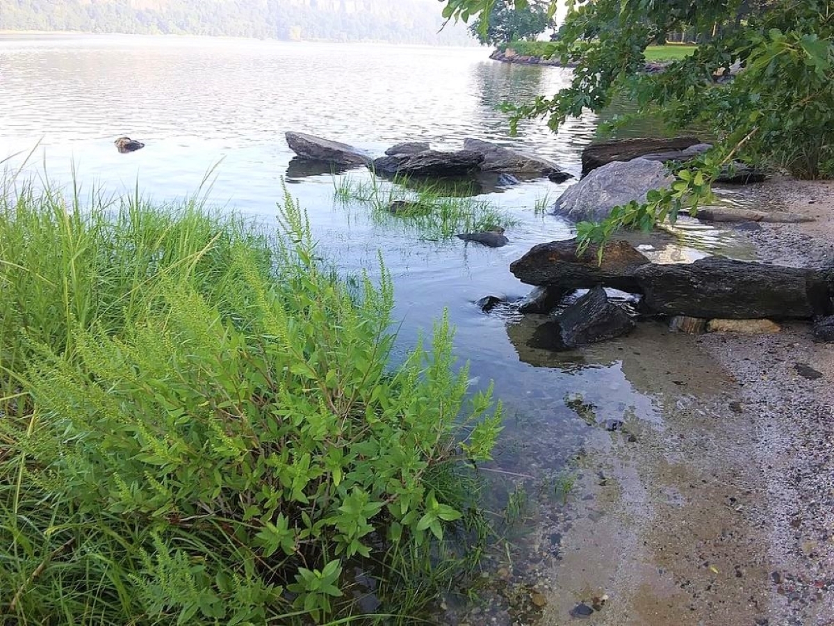 Marsh elder plant growing near rocks and sandy beach shoreline.