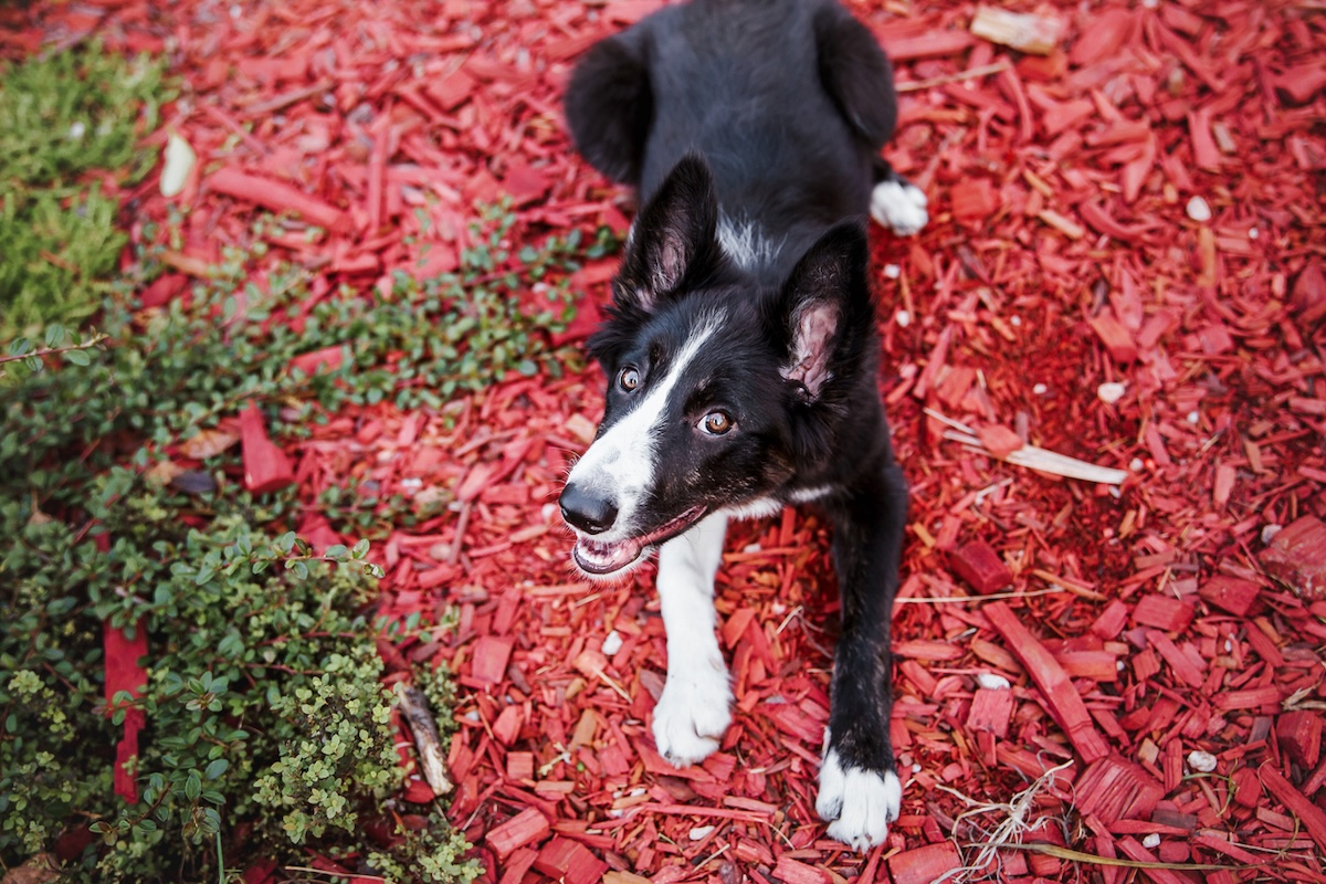 Border collie puppy standing in mulched area.