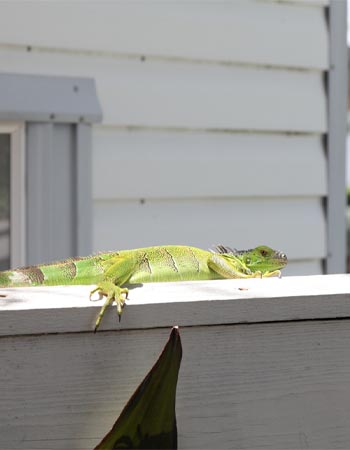 A green iguana rests on a deck railing. 