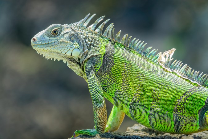 A close up of a green iguana.