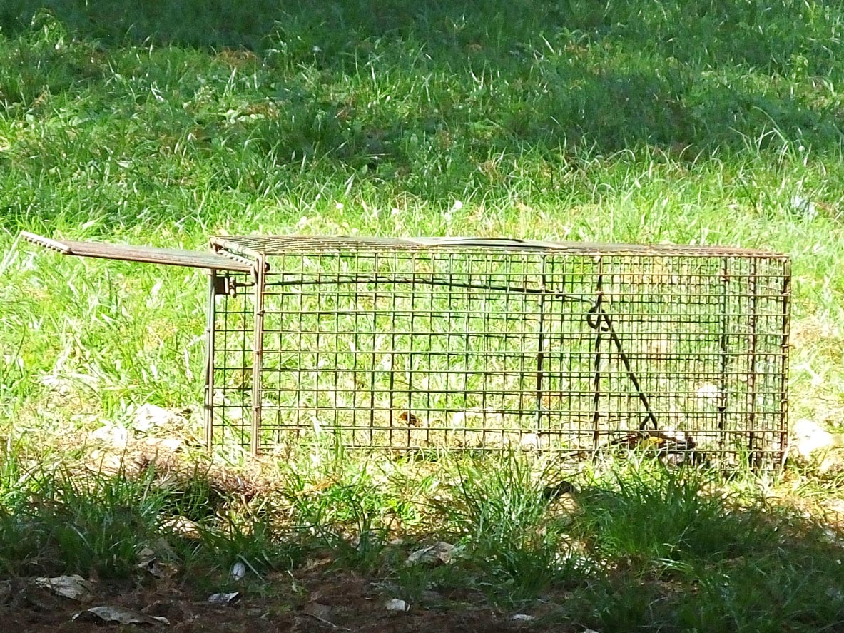 A close up of a trap on a lawn.