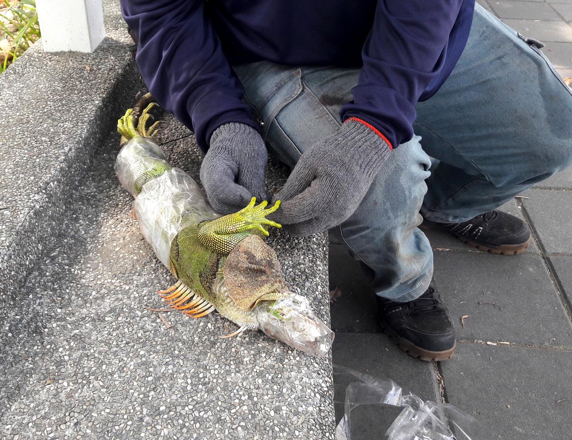 A wildlife expert captures an iguana.