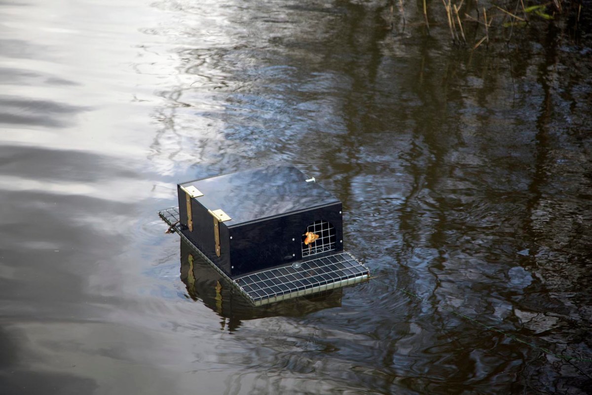 A muskrat trap in a river. 