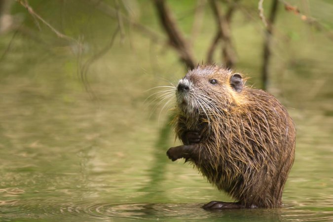 A photo of a cute muskrat in water.