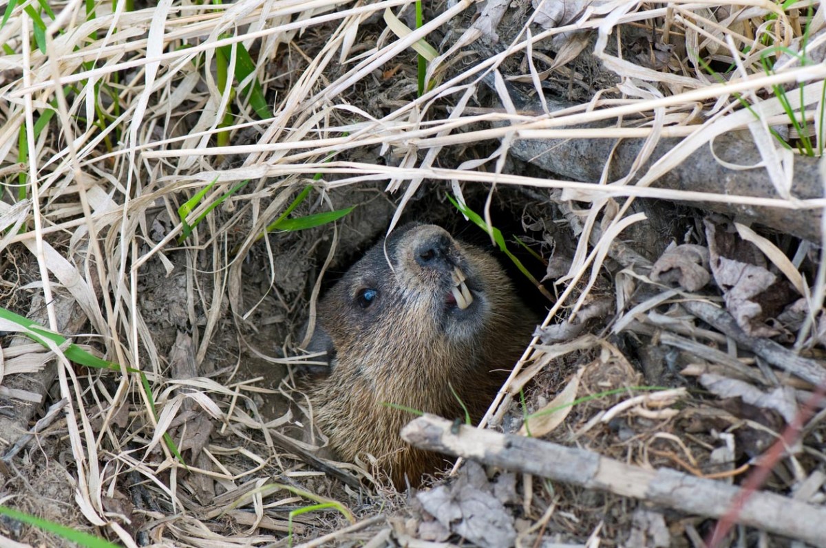 A muskrat pokes out of a burrow. 