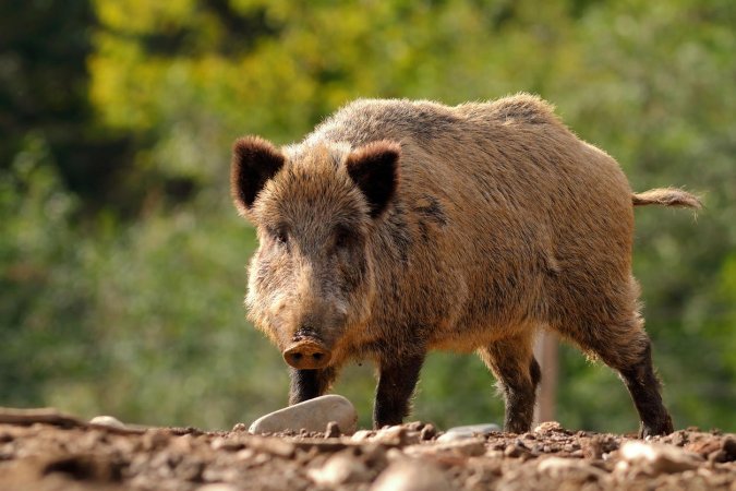 A view of a wild hog.