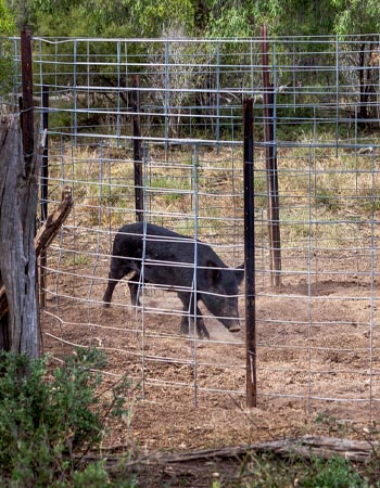 How to Get Rid of Wild Hogs