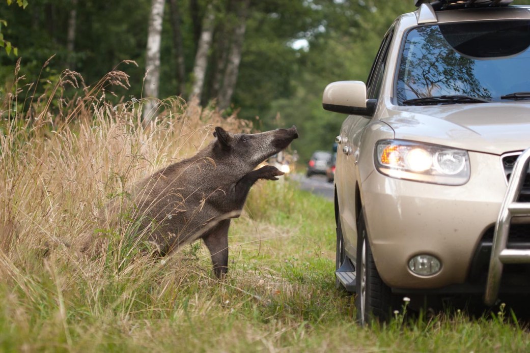 Not Wild About Wild Hogs? Here Are 7 Ways to Keep Them Out of Your Yard