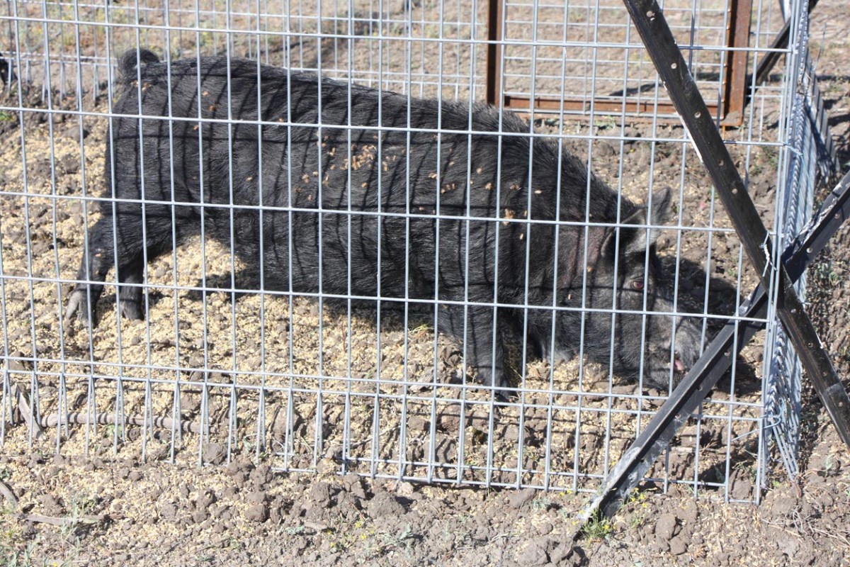 A wild hog in a cage. 