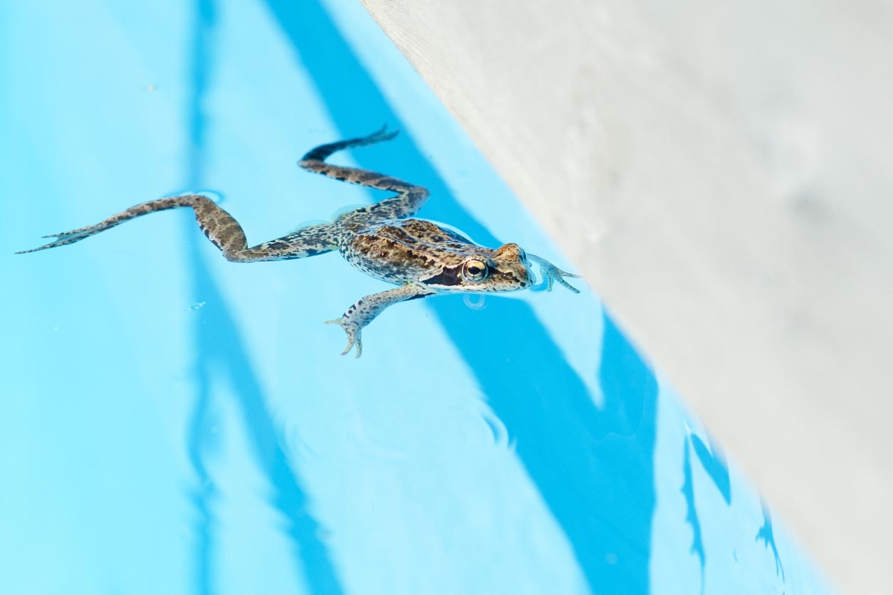 10 Ways To Keep Frogs Out Of Your Pool