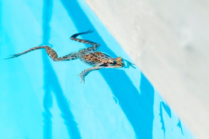 A frog swims in a pool.