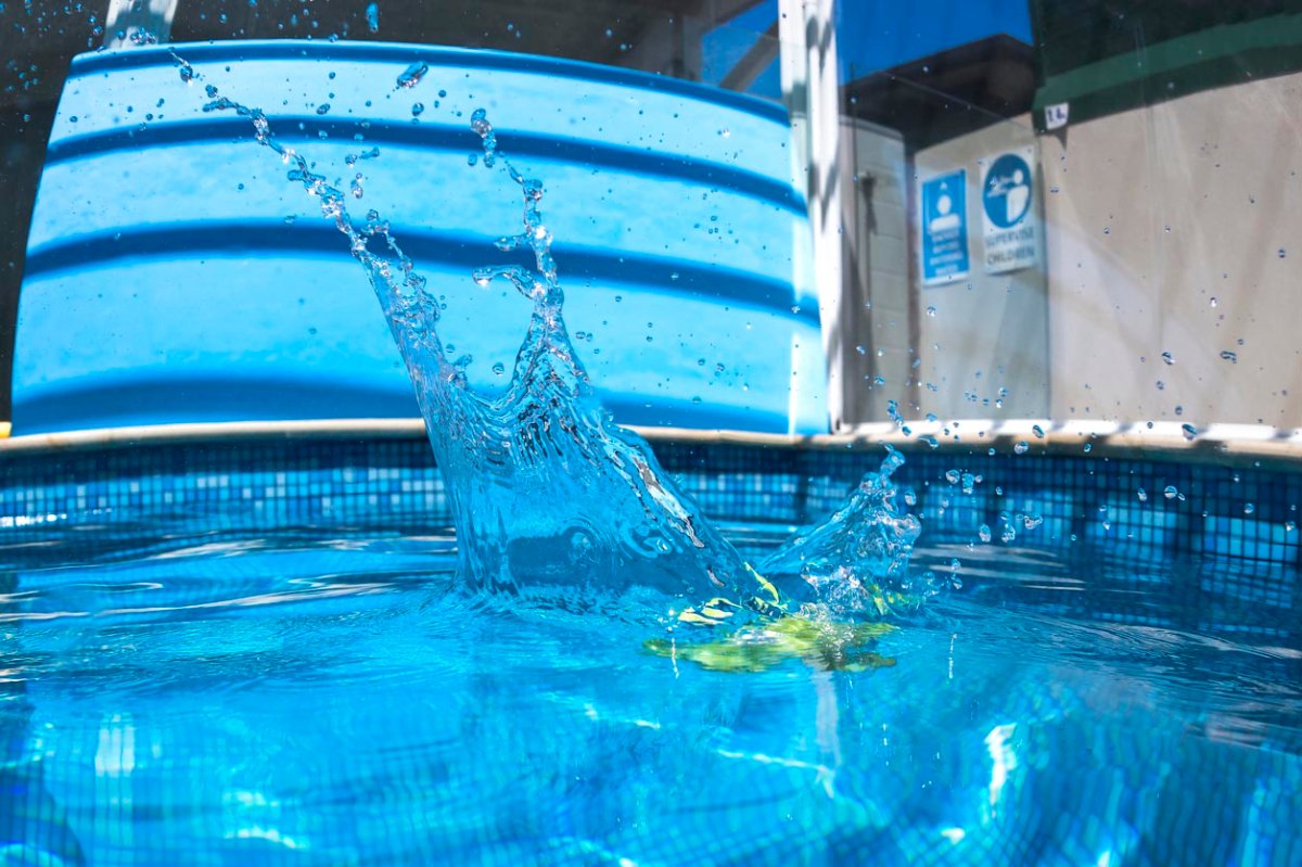 A close up of a splash made by a frog jumping into a pool.