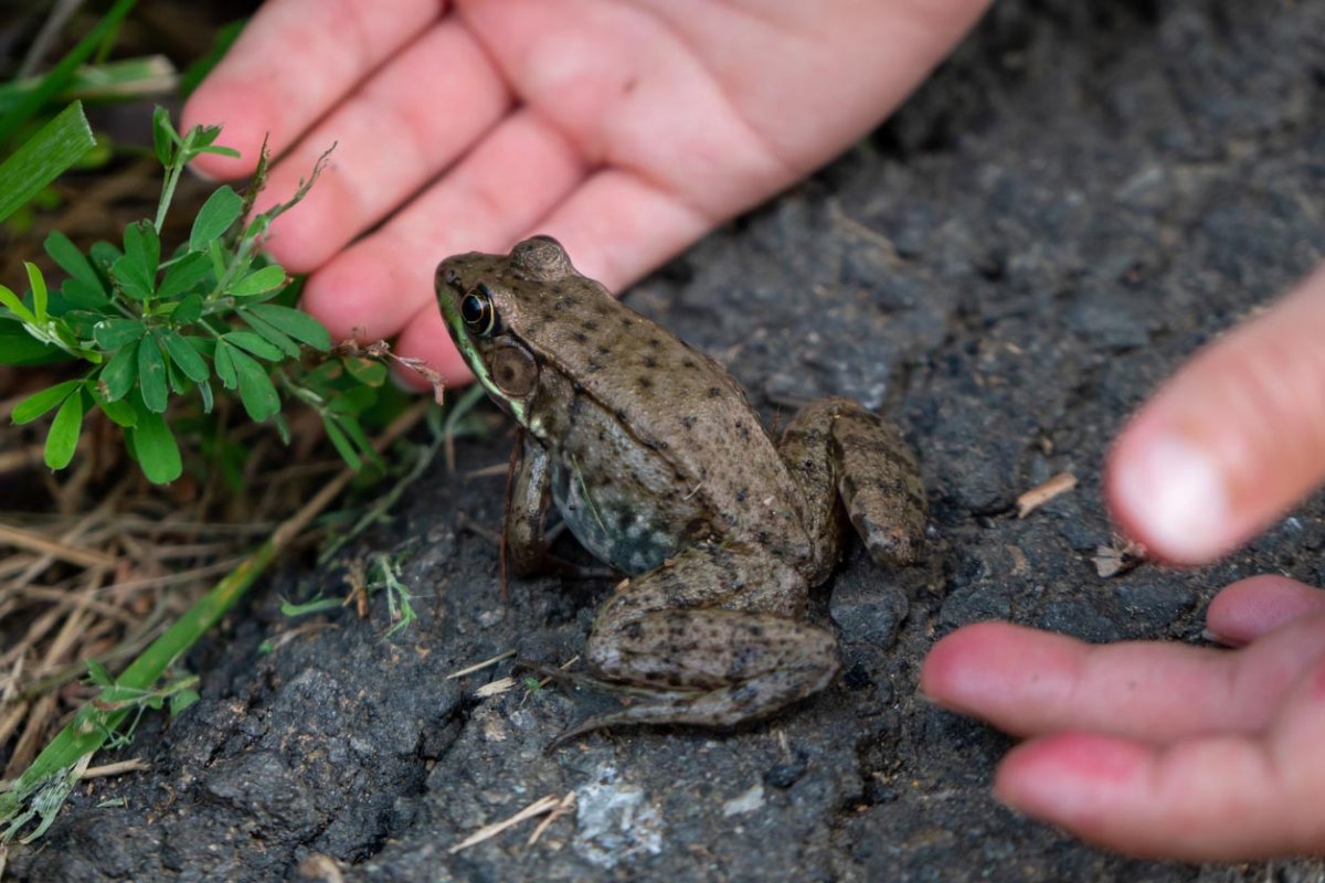 A close up of a frog before it will be scooped up by a person's hands. 