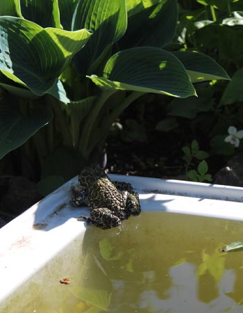 A close up of a frog in a water feature with plants in the background.
