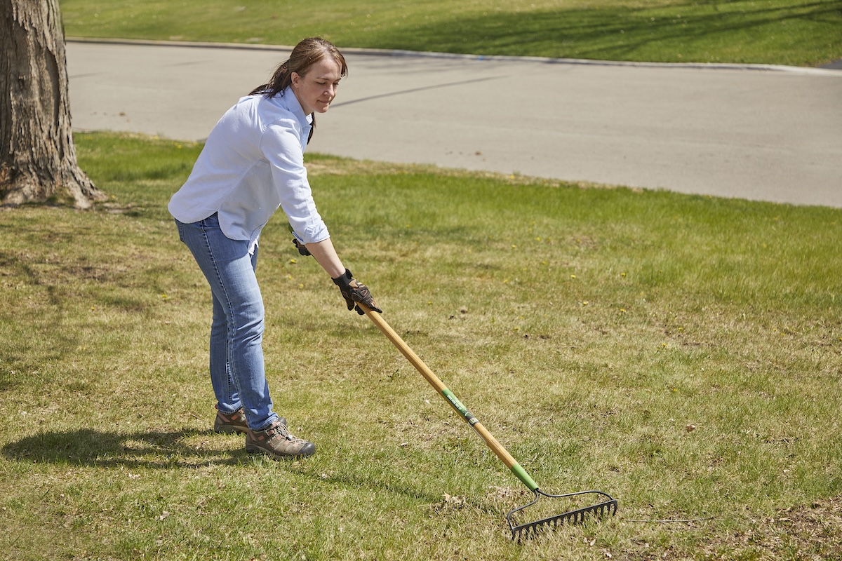 A person raking a lawn before overseeding the lawn.
