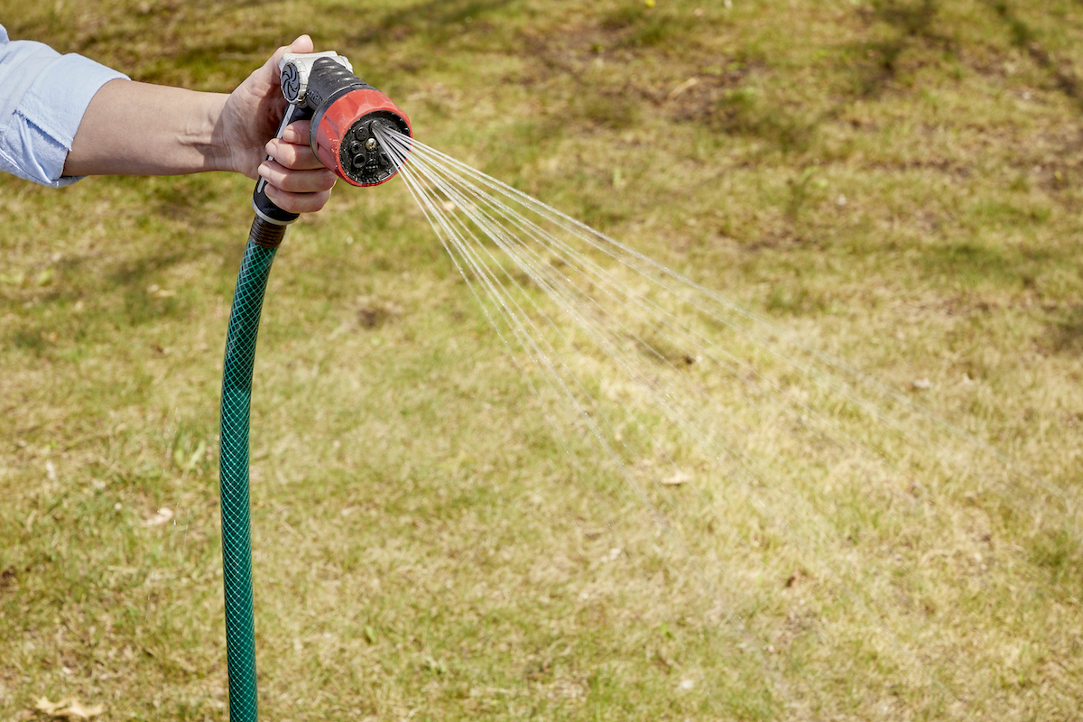 Woman uses garden hose to water a newly seeded lawn.