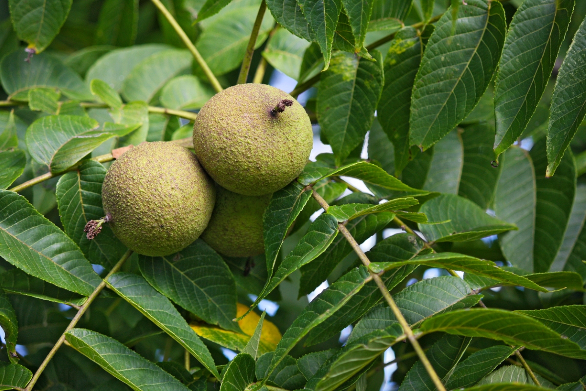 A cluster of black walnut tree fruit.