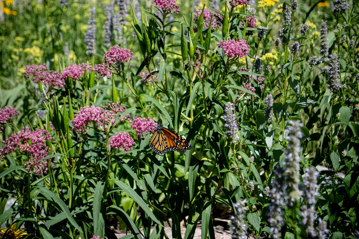 A monarch butterfly is flying among a garden with milkweed flowers.