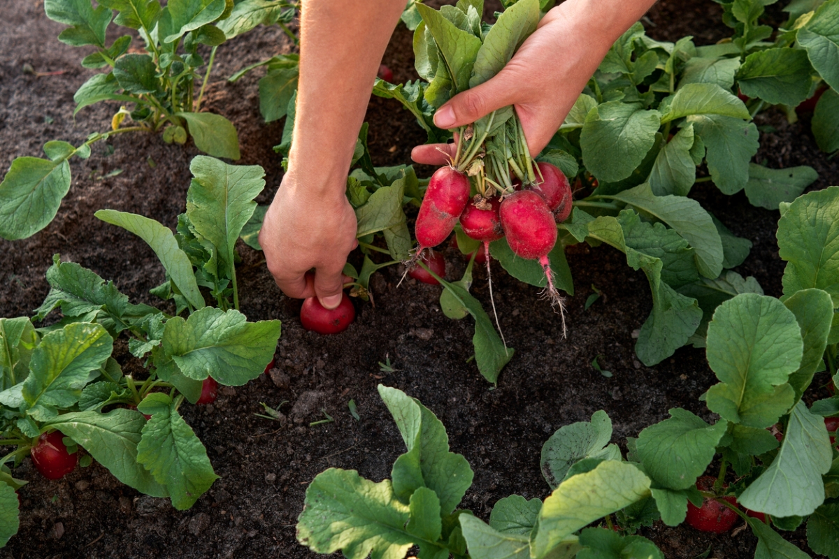 Gardener hands harvesting red radishes.