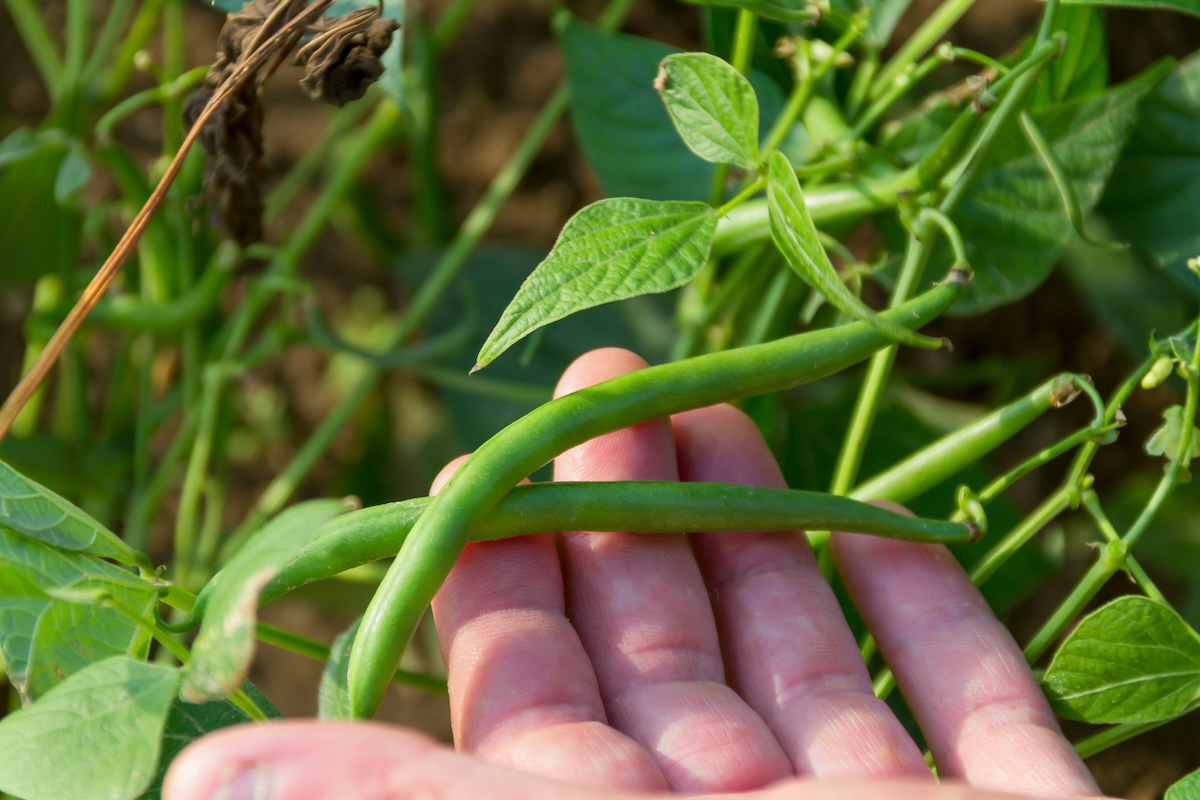 A person holding green beans on a plant in a home garden.