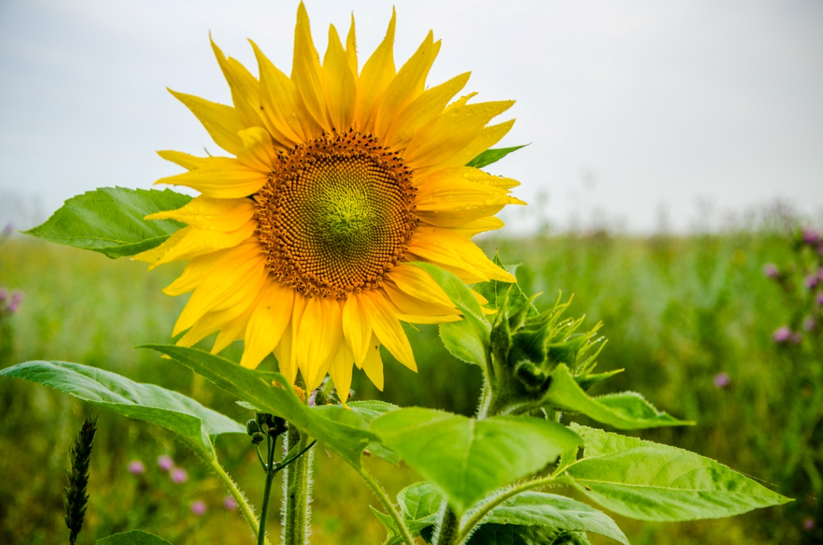 A close view of a single large blooming sunflower in garden.