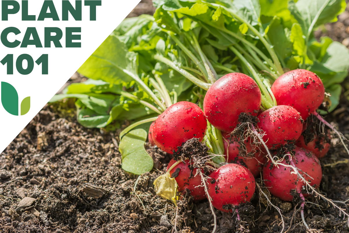 A group of fresh radishes harvested from a home garden with a graphic overlay that says Plant Care 101.