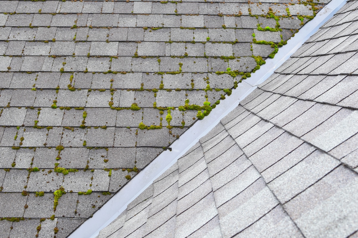 Moss growing on an asphalt shingle roof.