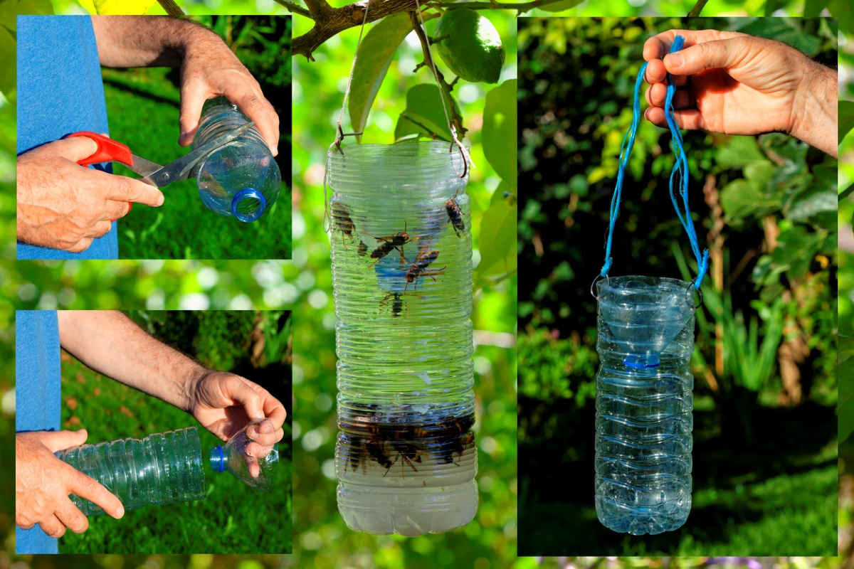 A collage of photos of a person making a wasp trap.