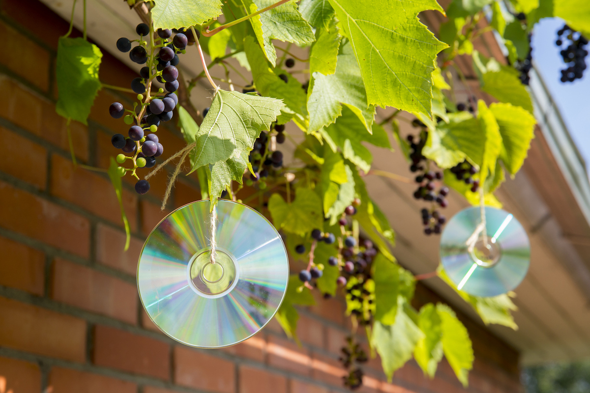 Compact discs are tied to the branches of a grape plant in front of a brick home.