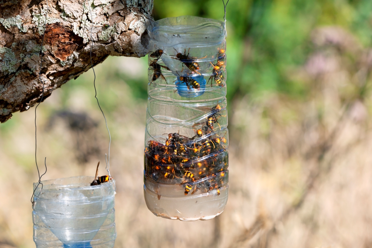 Wasps trapped in a plastic bottle wasp trap.