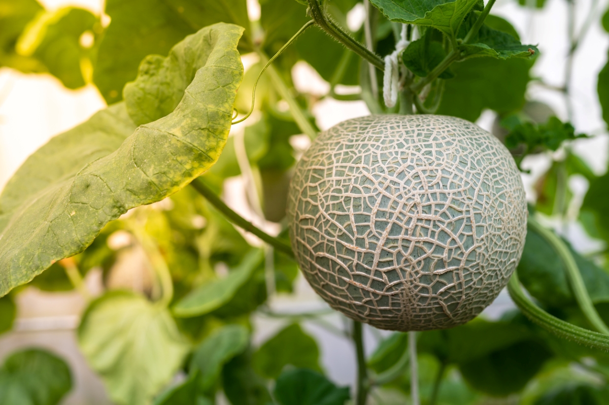 A melon growing on garden trellis.