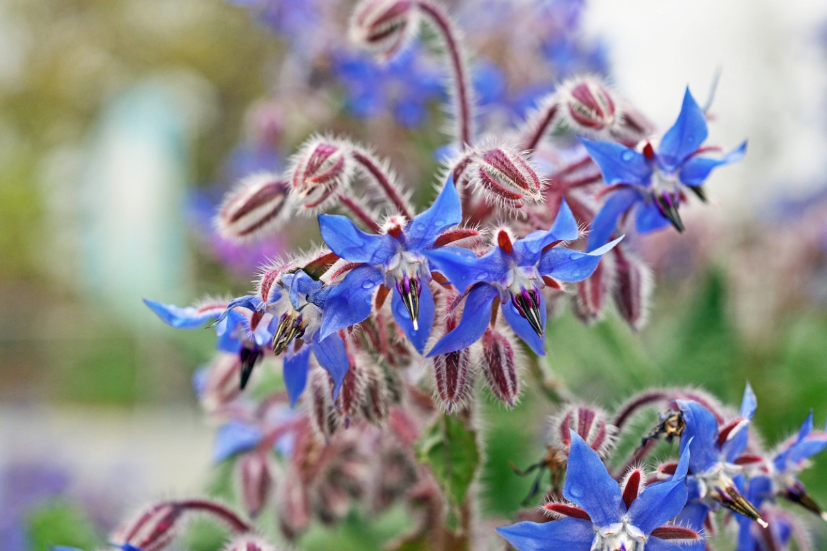 Close up of blue borage flowers in garden.
