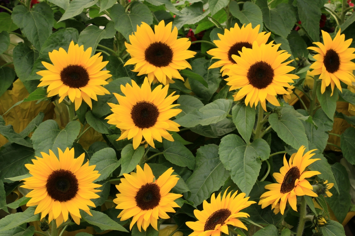 Many sunflowers growing together in the garden.
