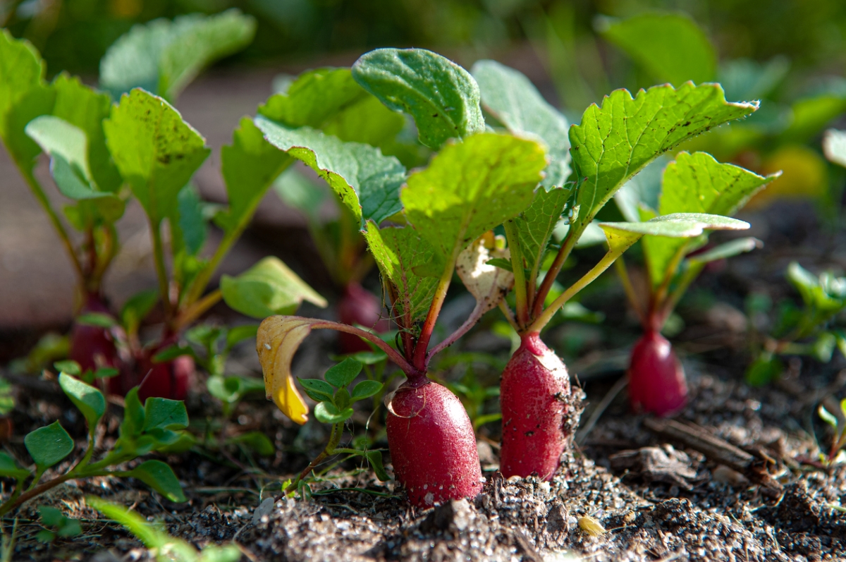 Red radishes growing in garden soil.