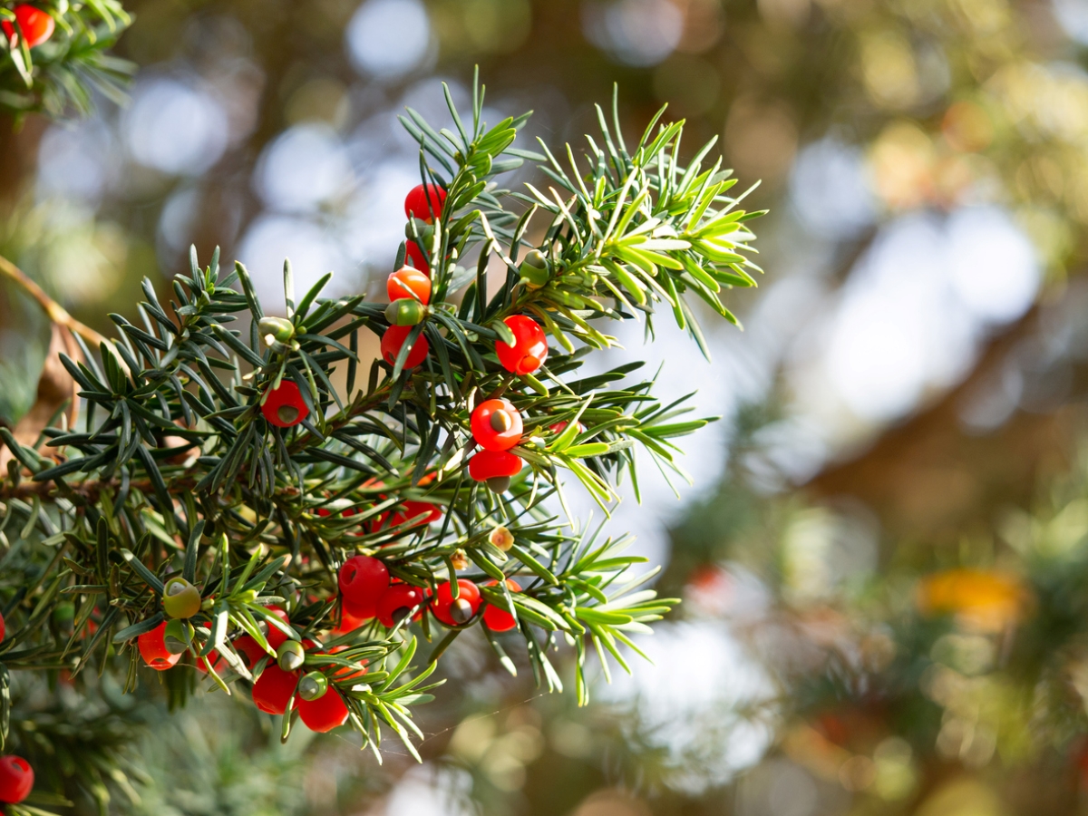 Green English Yew branch with red berries.