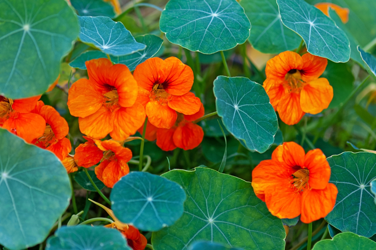 Orange nasturtium flowers with round green leaves.