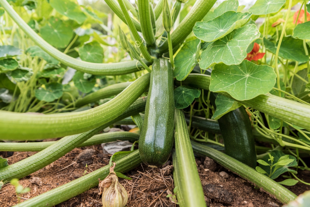 Large zucchini growing from garden plant.