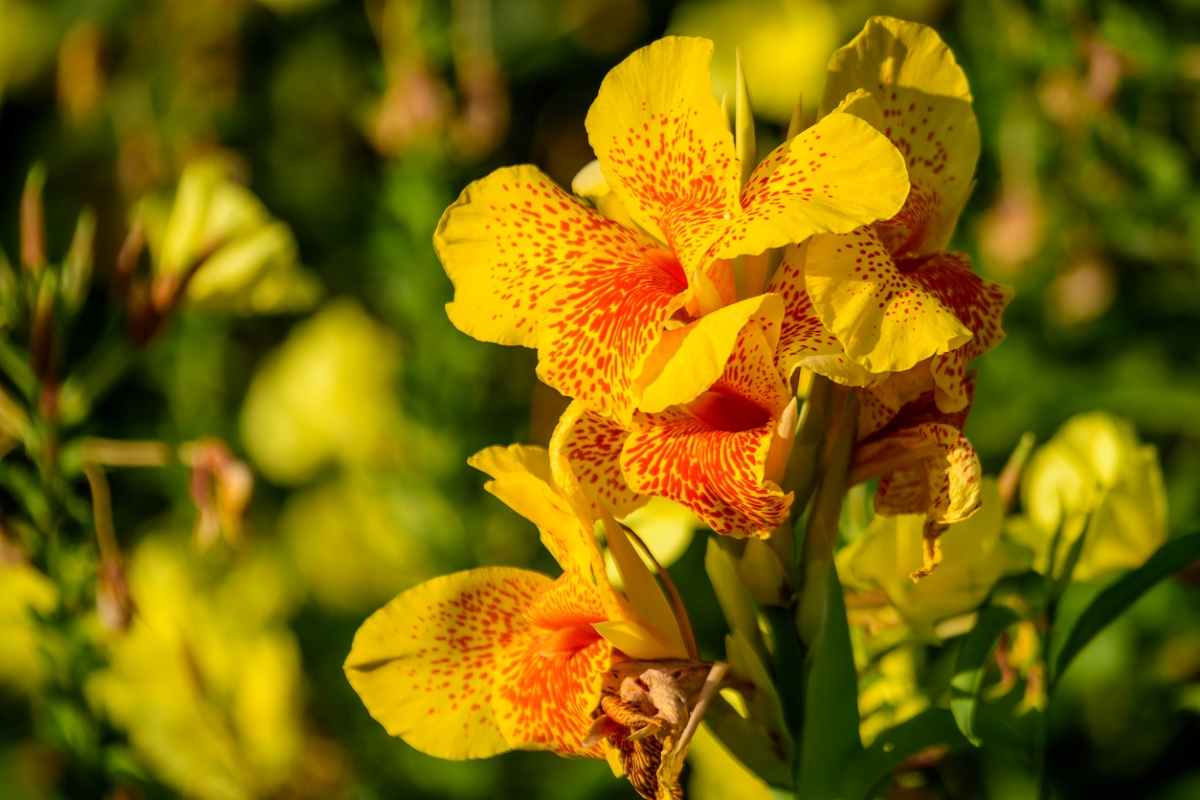 Yellow canna lily flowers with splashes of orange colors on the petals.