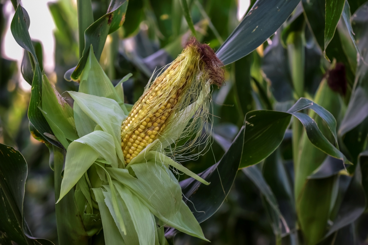 Yellow corn among field of corn stalks.