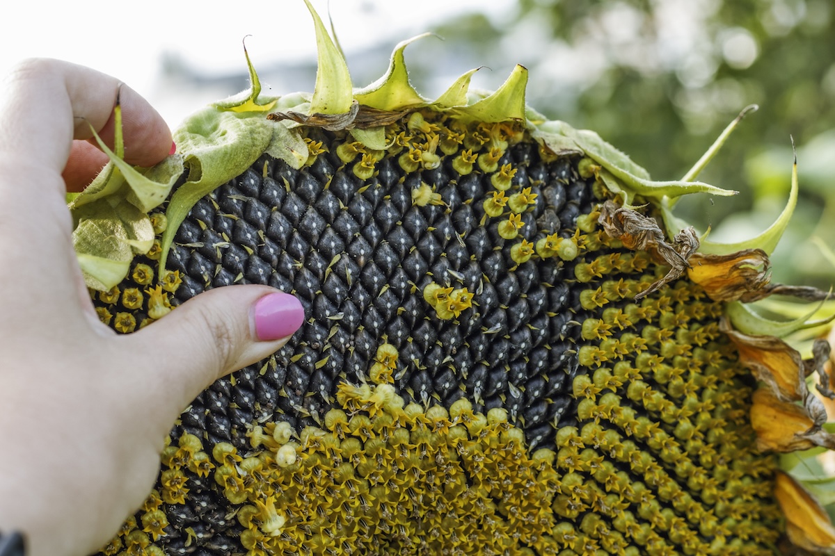 a woman's hand shows how seeds grow in a sunflower flower.