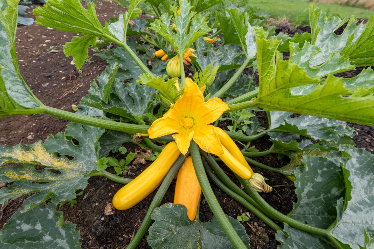 A large squash flower and yellow squash on vegetable plant.