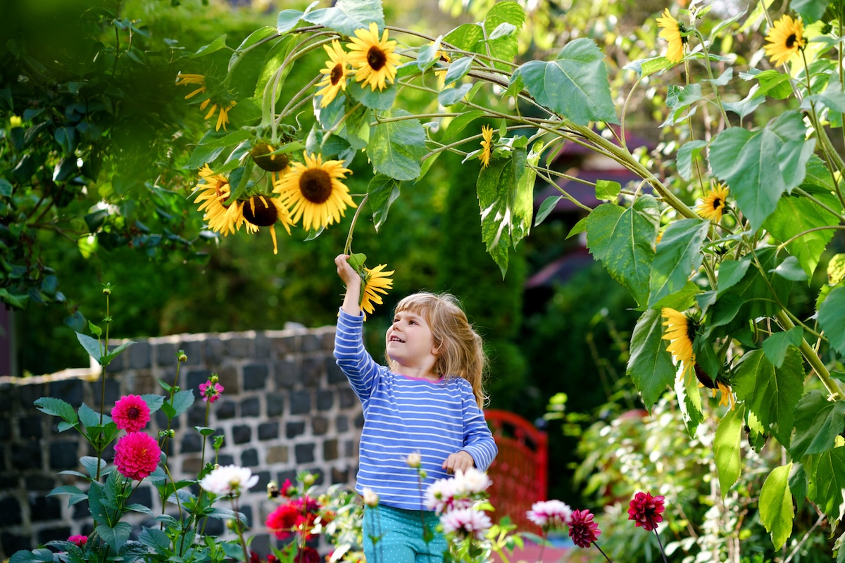 A child reaching up to hold and smell a sunflower bloom in a backyard garden.